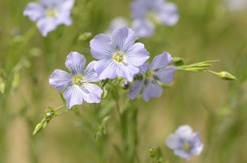 Oliehør Lirina C1 ubejd. 15kg